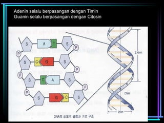 Adenin selalu berpasangan dengan Timin 
Guanin selalu berpasangan dengan Citosin 
 