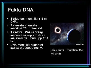 FFaakkttaa DDNNAA 
• Setiap sel memiliki ± 2 m 
DNA. 
• Rata-rata manusia 
memiliki 75 trillion sel. 
• Kira-kira DNA seorang 
manusia cukup untuk ke 
matahari dari bumi pp 200 
kali. 
• DNA memiliki diameter 
hanya 0.000000002 m. 
Jarak bumi – matahari 150 
miliar m 
 