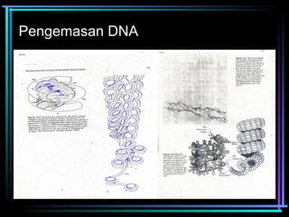 Pengemasan DNA 
 