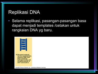 Replikasi DNA 
• Selama replikasi, pasangan-pasangan basa 
dapat menjadi templates /cetakan untuk 
rangkaian DNA yg baru. 
 
