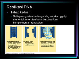 Replikasi DNA 
• Tahap kedua : 
• Setiap rangkaian berfungsi sbg cetakan yg dpt 
menentukan urutan basa berdasarkan 
komplementari rangkaian 
 