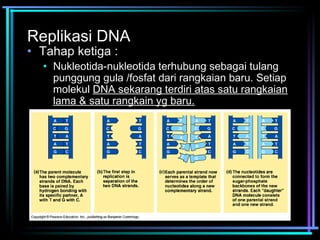 Replikasi DNA 
• Tahap ketiga : 
• Nukleotida-nukleotida terhubung sebagai tulang 
punggung gula /fosfat dari rangkaian baru. Setiap 
molekul DNA sekarang terdiri atas satu rangkaian 
lama & satu rangkain yg baru. 
 