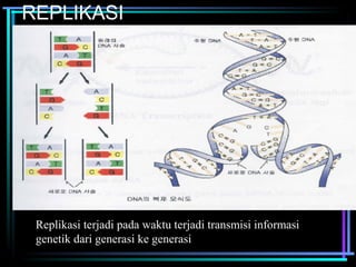 REPLIKASI 
Replikasi terjadi pada waktu terjadi transmisi informasi 
genetik dari generasi ke generasi 
 