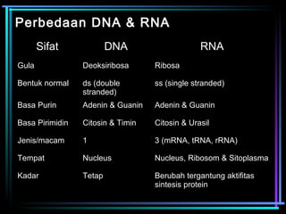 Perbedaan DNA & RNA 
SSiiffaatt DDNNAA RRNNAA 
GGuullaa DDeeookkssiirriibboossaa RRiibboossaa 
BBeennttuukk nnoorrmmaall ddss ((ddoouubbllee 
ssttrraannddeedd)) 
ssss ((ssiinnggllee ssttrraannddeedd)) 
BBaassaa PPuurriinn AAddeenniinn && GGuuaanniinn AAddeenniinn && GGuuaanniinn 
BBaassaa PPiirriimmiiddiinn CCiittoossiinn && TTiimmiinn CCiittoossiinn && UUrraassiill 
JJeenniiss//mmaaccaamm 11 33 ((mmRRNNAA,, ttRRNNAA,, rrRRNNAA)) 
TTeemmppaatt NNuucclleeuuss NNuucclleeuuss,, RRiibboossoomm && SSiittooppllaassmmaa 
KKaaddaarr TTeettaapp BBeerruubbaahh tteerrggaannttuunngg aakkttiiffiittaass 
ssiinntteessiiss pprrootteeiinn 
 