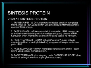 SINTESIS PROTEIN 
URUTAN SINTESIS PROTEIN 
1. TRANSKRIPSI - ss-DNA digunakan sebagai cetakan (template) 
membentuk ss-RNA yaitu mRNA yang membawa informasi genetik 
untuk sintesis protein. 
2. FASE INISIASI - mRNA sampai di ribosom dan rRNA mengkode 
asam amino sesuai dengan informasi genetik yang dibawa mRNA. 
Kemudian tRNA membawa asam amino yang sesuai ke ribosom. 
3. FASE TRANSLASI ~ mRNA sebagai "cetakan" mulai bekerja 
menterjemahkan kode triplet (kodon) yang sesuaidengan antikodon 
pada tRNA. 
4. FASE ELONGASI ~ mRNA menggabungkan asam amino - asam 
amino yang sesuai menjadi protein. 
S. FASE TERMINASI ~ kodon yang berisi "NONSENSE CODE" akan 
bertindak sebagai terminator (penghentianproses). 
 
