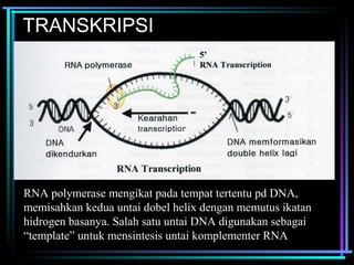 TRANSKRIPSI 
RNA polymerase mengikat pada tempat tertentu pd DNA, 
memisahkan kedua untai dobel helix dengan memutus ikatan 
hidrogen basanya. Salah satu untai DNA digunakan sebagai 
“template” untuk mensintesis untai komplementer RNA 
 