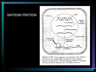 SINTESIS PROTEIN 
 