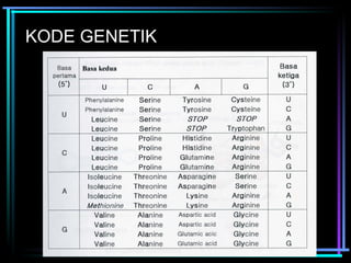 KODE GENETIK 
 