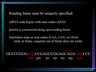 Reading frame must be uniquely specified: 
mRNA code begins with start codon (AUG) 
protein is constructed along open reading frame 
translation stops at stop codon (UAA, UAG, or UGA) 
(only in frame: sequence out of frame does not work) 
5’ 3’ 
GUCCCGUGAUGCCGAGUUGGAGUAGAUAACCU 
met pro ser trp ser arg stop 
