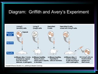 Diagram: Griffith and Avery’s Experiment 
 