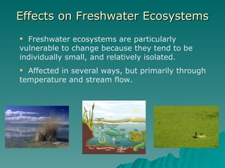 Effects on Freshwater Ecosystems ,[object Object],[object Object]