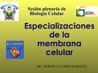 Especializaciones de la  membrana celular MC. SERGIO ÁLVAREZ BARAJAS Sesión plenaria de  Biología Celular  