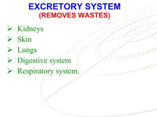 EXCRETORY SYSTEM (REMOVES WASTES) ,[object Object],[object Object],[object Object],[object Object],[object Object]