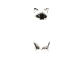 gestalt principles cats