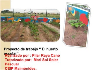 Proyecto de trabajo “ El huerto
escolar”
Realizado por : Pilar Raya Cano
Tutorizado por: Mari Sol Soler
Pascual
CEIP Maimónides.
 