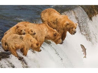 Retrouvez les meilleurs diaporamas PPS
d’humour et de divertissement sur
http://www.diaporamas-a-la-con.com
 