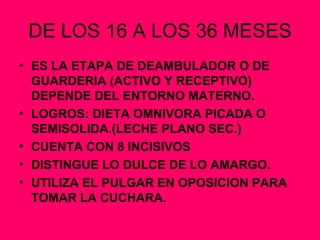 DE LOS 16 A LOS 36 MESES ES LA ETAPA DE DEAMBULADOR O DE GUARDERIA (ACTIVO Y RECEPTIVO) DEPENDE DEL ENTORNO MATERNO. LOGROS: DIETA OMNIVORA PICADA O SEMISOLIDA.(LECHE PLANO SEC.) CUENTA CON 8 INCISIVOS DISTINGUE LO DULCE DE LO AMARGO. UTILIZA EL PULGAR EN OPOSICION PARA TOMAR LA CUCHARA. 