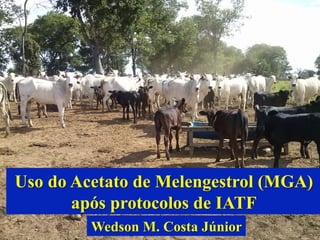 Uso do Acetato de Melengestrol (MGA) 
após protocolos de IATF 
Wedson M. Costa Júnior 
 