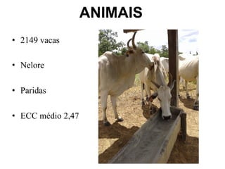 ANIMAIS 
• 2149 vacas 
• Nelore 
• Paridas 
• ECC médio 2,47 
 