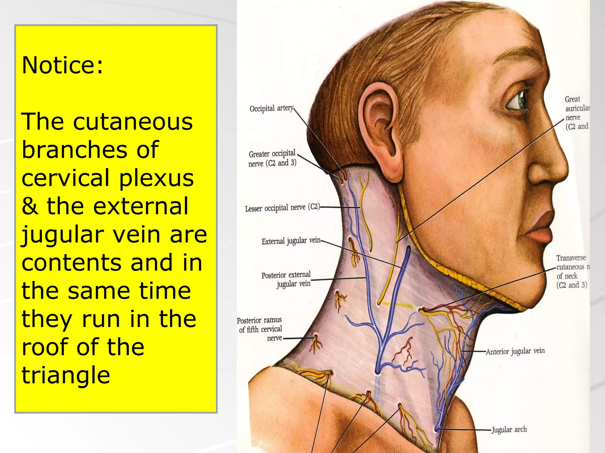 Notice:
The cutaneous
branches of
cervical plexus
& the external
jugular vein are
contents and in
the same time
they run in the
roof of the
triangle
 