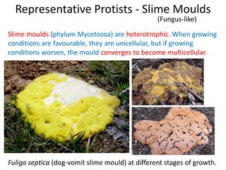 Representative Protists - Slime Moulds
Slime moulds (phylum Mycetozoa) are heterotrophic. When growing
conditions are favourable, they are unicellular, but if growing
conditions worsen, the mould converges to become multicellular.
Fuligo septica (dog-vomit slime mould) at different stages of growth.
(Fungus-like)
 
