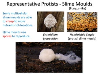 Representative Protists - Slime Moulds
Slime moulds use
spores to reproduce.
(Fungus-like)
Enteridium
Lycoperdon
Hemitrichia Serpia
(pretzel slime mould)
Some multicellular
slime moulds are able
to creep to more
nutrient-rich locations.
 