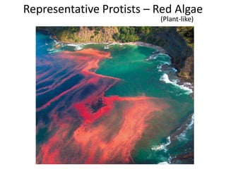 Representative Protists – Red Algae
(Plant-like)
 