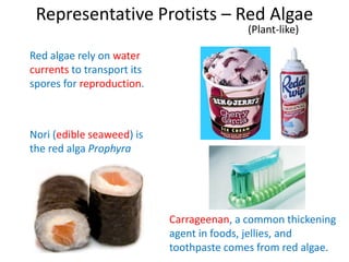 Representative Protists – Red Algae
(Plant-like)
Red algae rely on water
currents to transport its
spores for reproduction.
Nori (edible seaweed) is
the red alga Prophyra
Carrageenan, a common thickening
agent in foods, jellies, and
toothpaste comes from red algae.
 