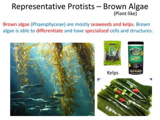 Representative Protists – Brown Algae
(Plant-like)
Brown algae (Phaeophyceae) are mostly seaweeds and kelps. Brown
algae is able to differentiate and have specialized cells and structures.
Kelps
 