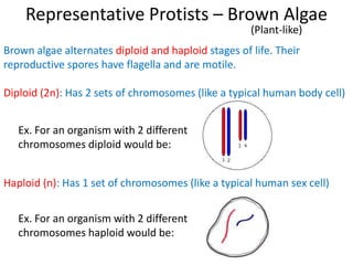 Representative Protists – Brown Algae
(Plant-like)
Brown algae alternates diploid and haploid stages of life. Their
reproductive spores have flagella and are motile.
Diploid (2n): Has 2 sets of chromosomes (like a typical human body cell)
Haploid (n): Has 1 set of chromosomes (like a typical human sex cell)
Ex. For an organism with 2 different
chromosomes diploid would be:
Ex. For an organism with 2 different
chromosomes haploid would be:
 