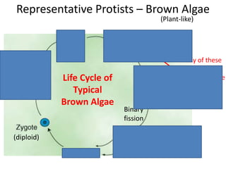 Representative Protists – Brown Algae
(Plant-like)
(haploid)
(diploid)
(haploid)
(cell
division)
produced
Binary
fission
Male and Female
Life Cycle of
Typical
Brown Algae
Many of these
are made, both
male and female
algae
algae
 