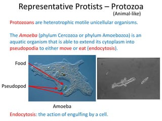 Representative Protists – Protozoa
(Animal-like)
Protozoans are heterotrophic motile unicellular organisms.
The Amoeba (phylum Cercozoa or phylum Amoebozoa) is an
aquatic organism that is able to extend its cytoplasm into
pseudopodia to either move or eat (endocytosis).
Pseudopod
Amoeba
Food
Endocytosis: the action of engulfing by a cell.
 