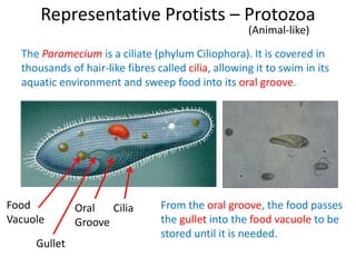 Representative Protists – Protozoa
(Animal-like)
The Paramecium is a ciliate (phylum Ciliophora). It is covered in
thousands of hair-like fibres called cilia, allowing it to swim in its
aquatic environment and sweep food into its oral groove.
CiliaOral
Groove
Gullet
Food
Vacuole
From the oral groove, the food passes
the gullet into the food vacuole to be
stored until it is needed.
 