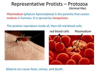 Representative Protists – Protozoa
(Animal-like)
Plasmodium (phylum Apicomplexa) is the parasite that causes
malaria in humans. It is spread by mosquitoes.
The protists reproduce inside of, then kill red blood cells.
Malaria can cause fever, comas, and death.
red blood cells Plasmodium
 
