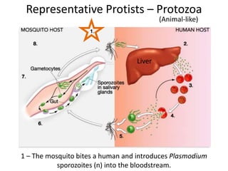 Representative Protists – Protozoa
(Animal-like)
1 – The mosquito bites a human and introduces Plasmodium
sporozoites (n) into the bloodstream.
Liver
 