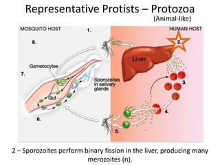 Representative Protists – Protozoa
(Animal-like)
2 – Sporozoites perform binary fission in the liver, producing many
merozoites (n).
Liver
 
