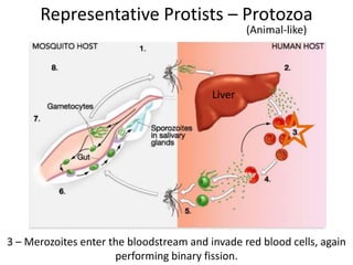 Representative Protists – Protozoa
(Animal-like)
3 – Merozoites enter the bloodstream and invade red blood cells, again
performing binary fission.
Liver
 