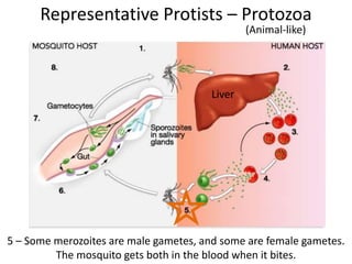 Representative Protists – Protozoa
(Animal-like)
5 – Some merozoites are male gametes, and some are female gametes.
The mosquito gets both in the blood when it bites.
Liver
 