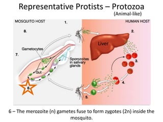 Representative Protists – Protozoa
(Animal-like)
6 – The merozoite (n) gametes fuse to form zygotes (2n) inside the
mosquito.
Liver
 