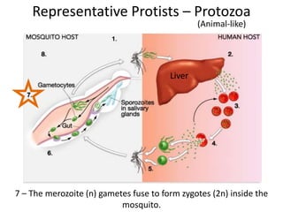 Representative Protists – Protozoa
(Animal-like)
7 – The merozoite (n) gametes fuse to form zygotes (2n) inside the
mosquito.
Liver
 