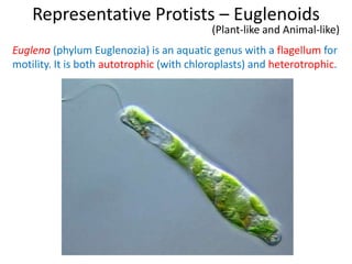 Representative Protists – Euglenoids
(Plant-like and Animal-like)
Euglena (phylum Euglenozia) is an aquatic genus with a flagellum for
motility. It is both autotrophic (with chloroplasts) and heterotrophic.
 