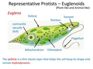 Representative Protists – Euglenoids
(Plant-like and Animal-like)
Eyespot
Flagellum
ChloroplastMitochondrion
contractile
vacuole
(full)
Pellicle
The pellicle is a thin elastic layer that helps the cell keep its shape and
remain hydrodynamic.
Nucleus
Euglena
 