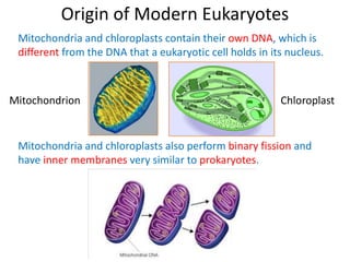Origin of Modern Eukaryotes
Mitochondria and chloroplasts contain their own DNA, which is
different from the DNA that a eukaryotic cell holds in its nucleus.
Mitochondria and chloroplasts also perform binary fission and
have inner membranes very similar to prokaryotes.
Mitochondrion Chloroplast
 