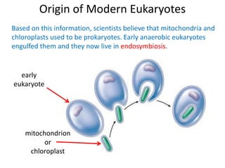 Origin of Modern Eukaryotes
Based on this information, scientists believe that mitochondria and
chloroplasts used to be prokaryotes. Early anaerobic eukaryotes
engulfed them and they now live in endosymbiosis.
mitochondrion
or
chloroplast
early
eukaryote
 