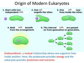 Origin of Modern Eukaryotes
Endosymbiosis: a mutual relationship where one organism lives
inside another. Here, the prokaryote provides energy and the
eukaryote provides protection and nutrients.
cells
cell
cells cells
cell
 
