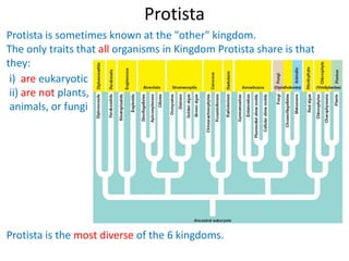 Protista
Protista is sometimes known at the "other" kingdom.
The only traits that all organisms in Kingdom Protista share is that
they:
Protista is the most diverse of the 6 kingdoms.
i) are eukaryotic
ii) are not plants,
animals, or fungi
 