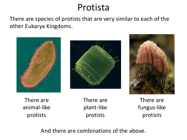 protist examples
