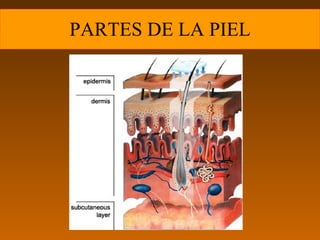 PARTES DE LA PIEL
 