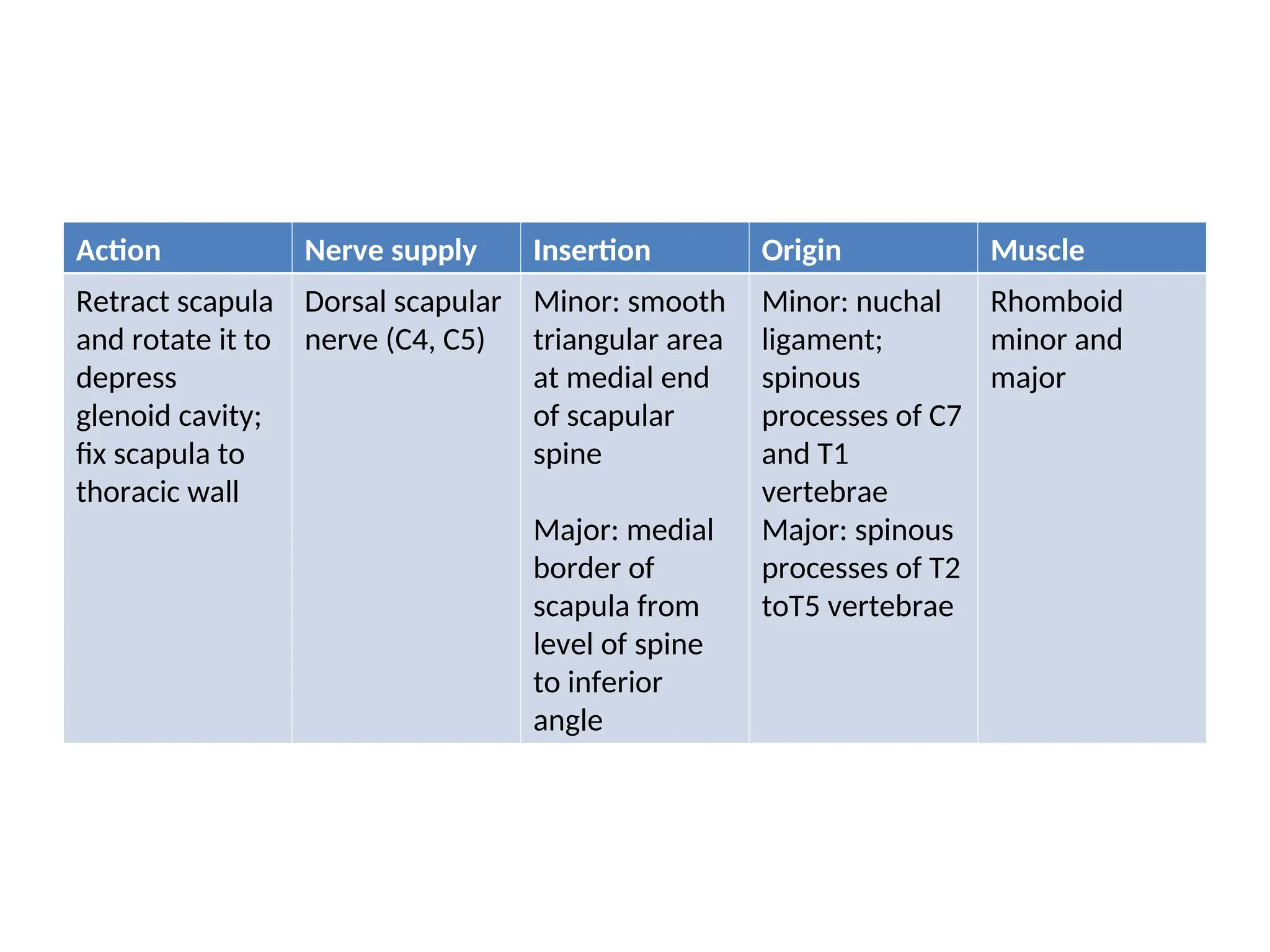 09 - SCAPULAR REGION anatomy. Detailed anatomy | PPT