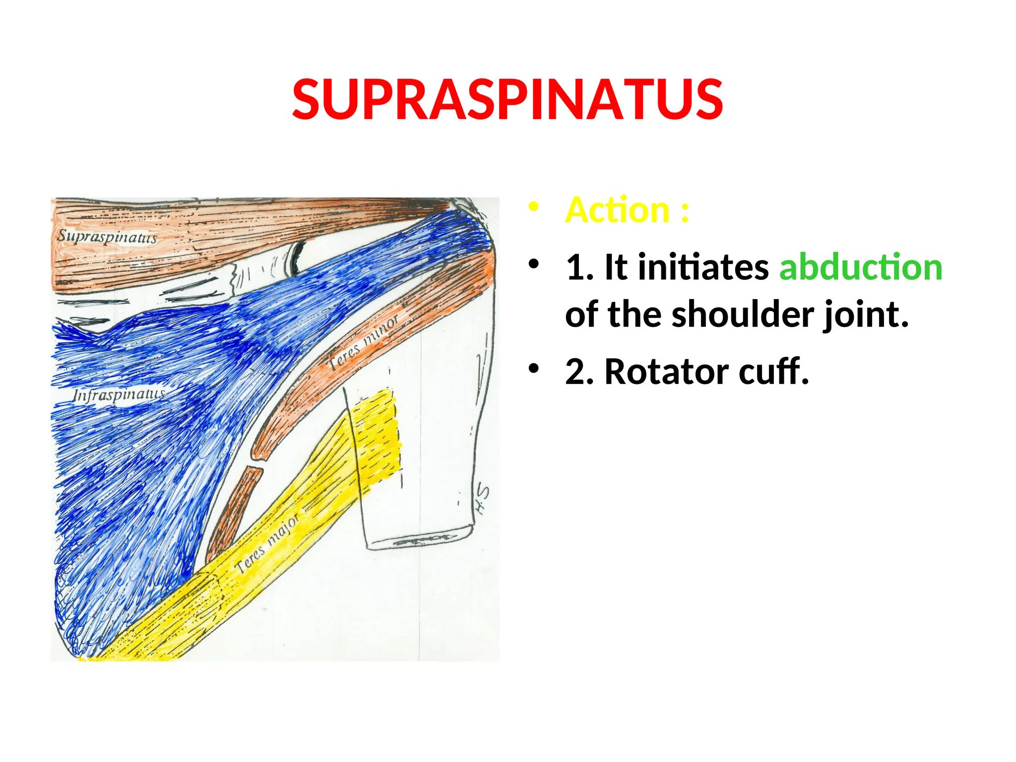 09 - SCAPULAR REGION anatomy. Detailed anatomy | PPT
